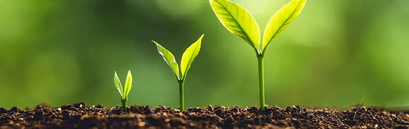 Section background image