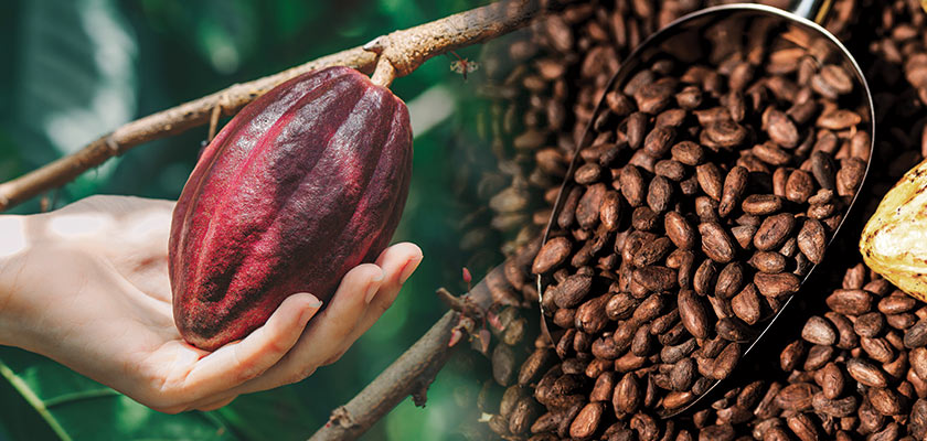 Ivory Coast Faces Cocoa Supply Challenges: Exporters Reject Large Portions of Cocoa